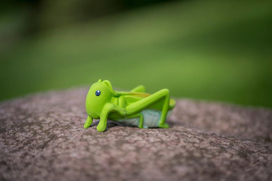 My first grasshopper insect
