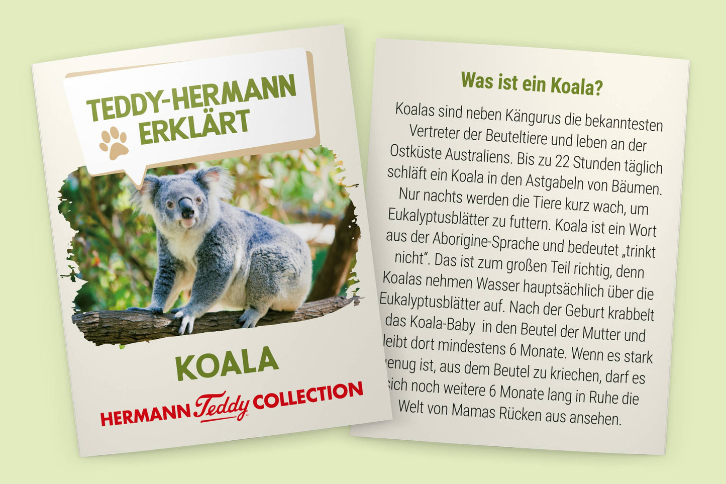 Koala-Plüschtier