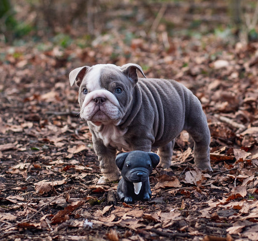 Welpenparade, Französische Bulldogge