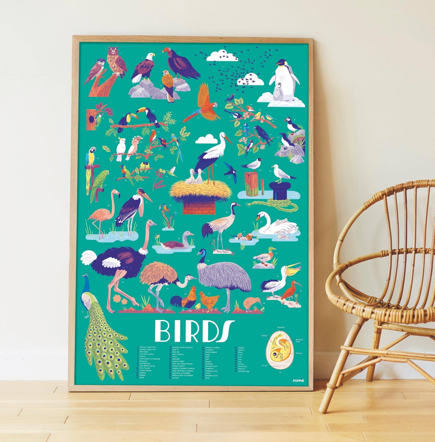 Birds - Sticker Poster - Discovery 7+