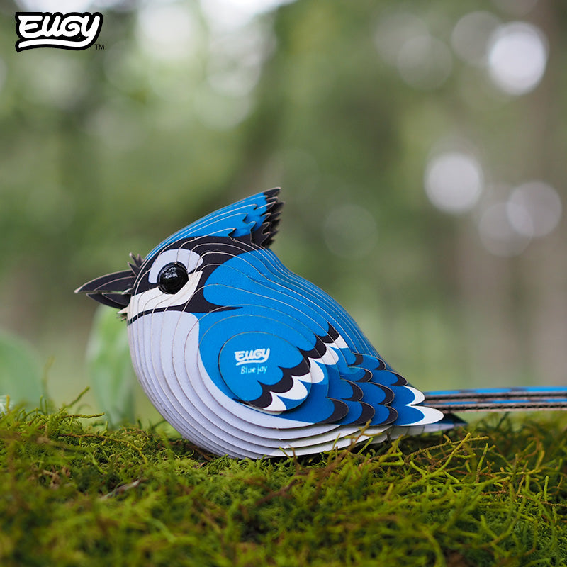 067 Geai bleu