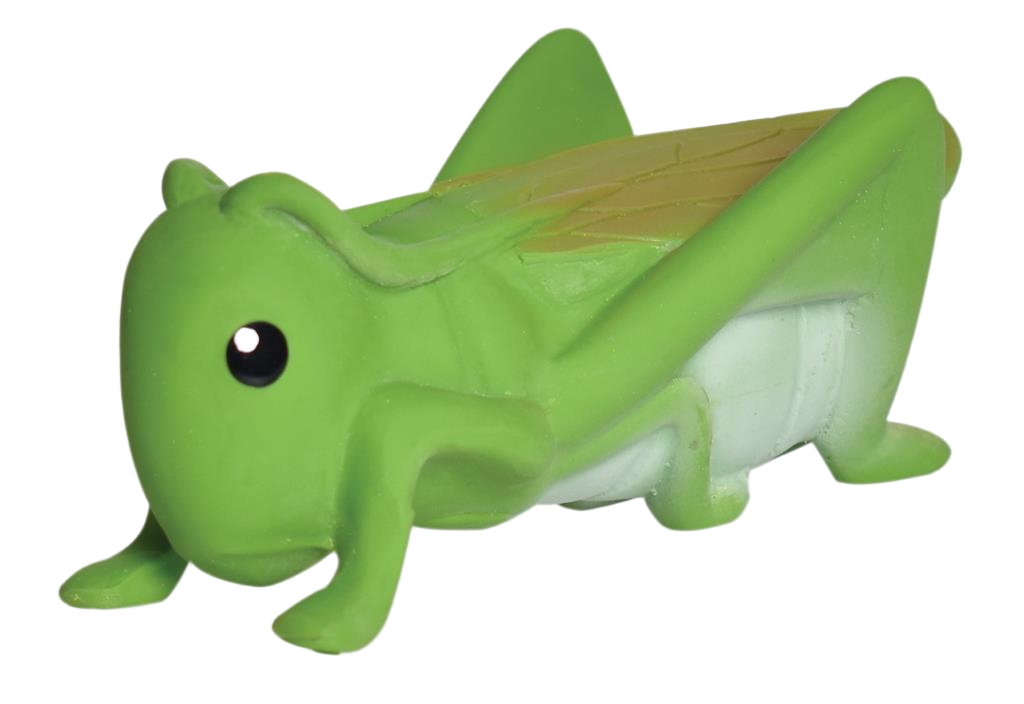 Mein erster Heuschreckeninsekt