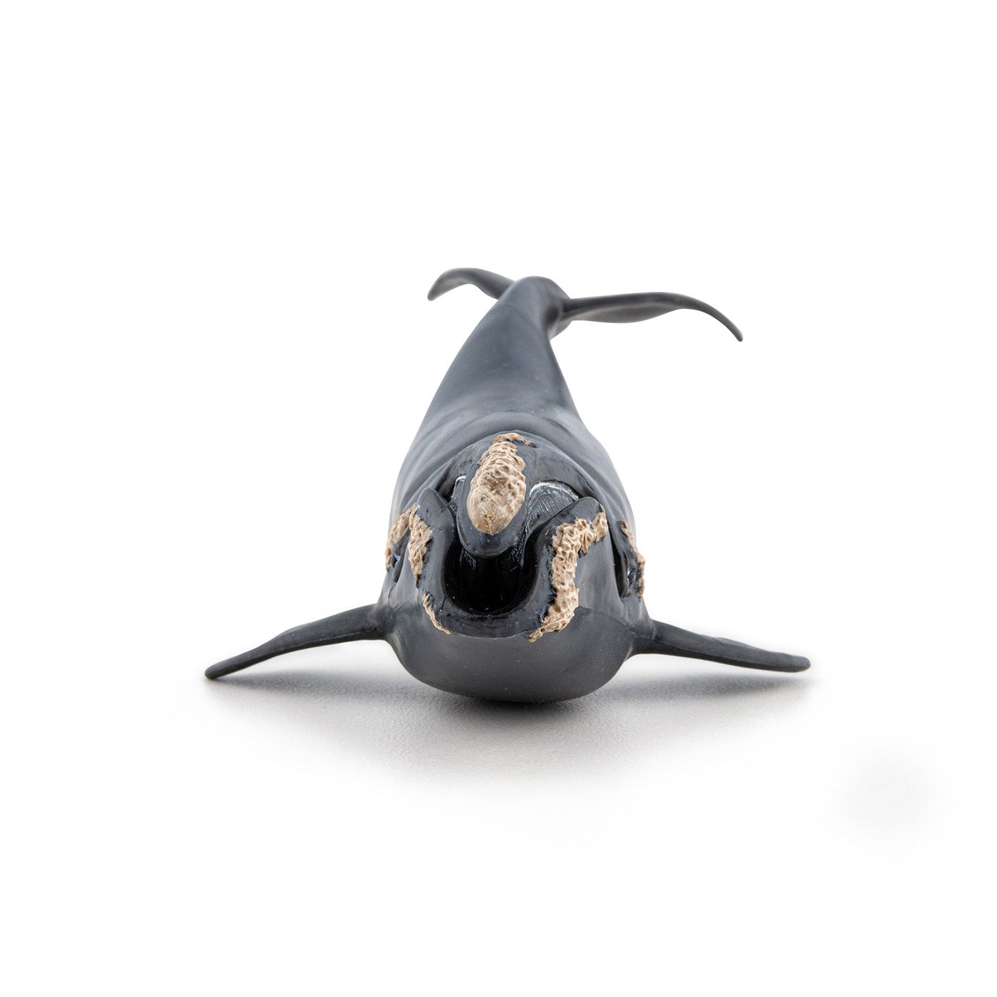 Figurine Baleine franche