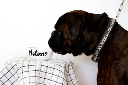 bol breton molossse pied de poule